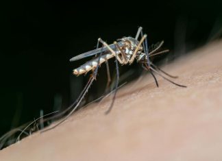 Este es el animal más letal del planeta Científicos prueban mosquitos modificados genéticamente para frenar infecciones