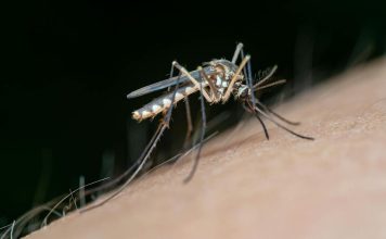 Este es el animal más letal del planeta Científicos prueban mosquitos modificados genéticamente para frenar infecciones