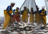 América Latina se consolida como potencia pesquera mundial Aunque destaca en las exportaciones globales, el consumo interno de productos acuáticos sigue por debajo del promedio mundial
