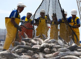 América Latina se consolida como potencia pesquera mundial Aunque destaca en las exportaciones globales, el consumo interno de productos acuáticos sigue por debajo del promedio mundial