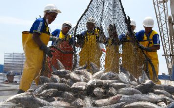 América Latina se consolida como potencia pesquera mundial Aunque destaca en las exportaciones globales, el consumo interno de productos acuáticos sigue por debajo del promedio mundial