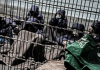 Prisioneros palestinos denuncian torturas e impunidad en centros israelíes Gaza exige justicia ante nuevas denuncias de tortura, violencia sexual e impunidad en centros de detención israelíes
