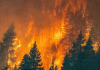 Incendios arrasan 6 millones de hectáreas en América del Norte y Europa Crisis climática prolonga las temporadas de fuego