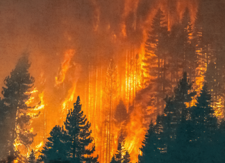 Incendios arrasan 6 millones de hectáreas en América del Norte y Europa Crisis climática prolonga las temporadas de fuego