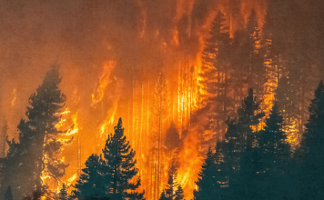 Incendios arrasan 6 millones de hectáreas en América del Norte y Europa Crisis climática prolonga las temporadas de fuego