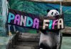 Panda gigante Yuan Zai celebra 13 años con fiesta mundialista Miles de visitantes acudieron al zoológico de Taipéi para acompañar a uno de los animales más queridos del país
