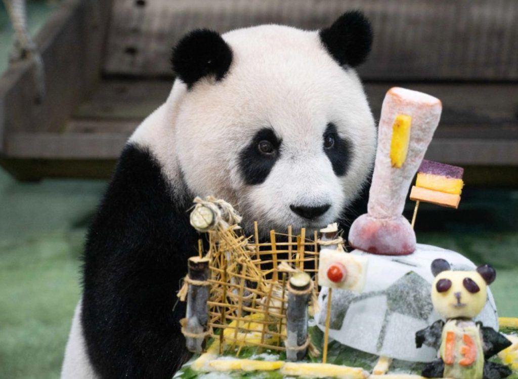 Yuan Zai es hija de Tuan Tuan y Yuan Yuan, una pareja de pandas obsequiada por China continental