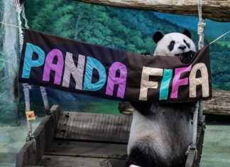 Panda gigante Yuan Zai celebra 13 años con fiesta mundialista Miles de visitantes acudieron al zoológico de Taipéi para acompañar a uno de los animales más queridos del país
