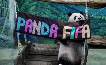 Panda gigante Yuan Zai celebra 13 años con fiesta mundialista Miles de visitantes acudieron al zoológico de Taipéi para acompañar a uno de los animales más queridos del país