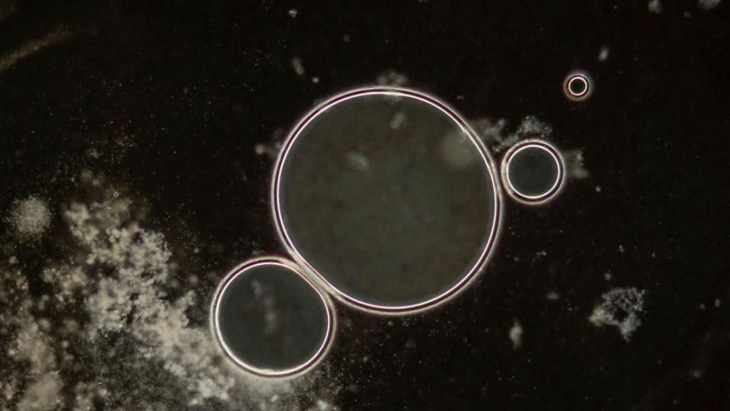 Científicos lograron producir 16 virus viables en laboratorio