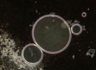 Científicos crean nuevos virus con inteligencia artificial Científicos lograron producir 16 virus viables en laboratorio