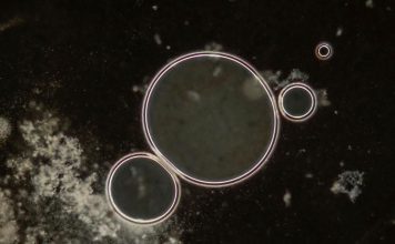 Científicos crean nuevos virus con inteligencia artificial Científicos lograron producir 16 virus viables en laboratorio