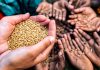 Europa se encamina a una crisis alimentaria sin precedentes Manos sostienen granos de trigo mientras otras personas reciben alimentos