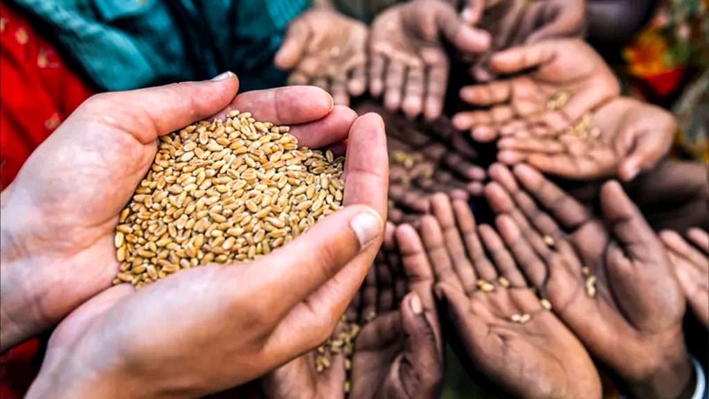 Manos sostienen granos de trigo mientras otras personas reciben alimentos