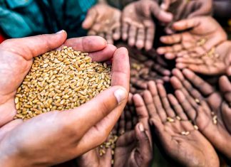Europa se encamina a una crisis alimentaria sin precedentes Manos sostienen granos de trigo mientras otras personas reciben alimentos