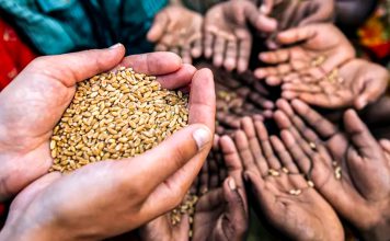 Europa se encamina a una crisis alimentaria sin precedentes Manos sostienen granos de trigo mientras otras personas reciben alimentos