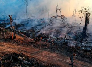 Amazonas registra 540 focos de incendio en dos días Zona de la Amazonía brasileña afectada por incendios forestales, con árboles quemados y terreno cubierto de cenizas.