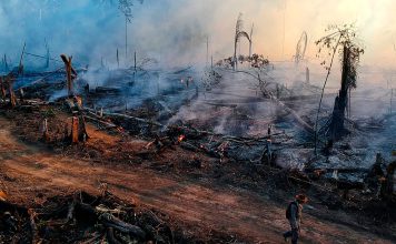 Amazonas registra 540 focos de incendio en dos días Zona de la Amazonía brasileña afectada por incendios forestales, con árboles quemados y terreno cubierto de cenizas.