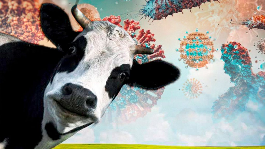 Imagen ilustrativa de una vaca junto a representaciones gráficas de virus