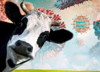 Virus Shamonda: Europa investiga primera infección humana tras muerte en Francia Imagen ilustrativa de una vaca junto a representaciones gráficas de virus